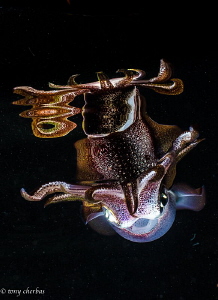 Squid with reflection by Tony Cherbas 